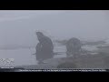 Fur Seal Decline