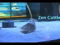 Zen Cuttlefish