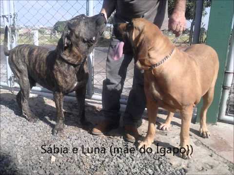 fila brasileiro