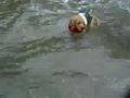 ゴールデンレトリバー/子犬　海水浴