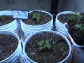 greenhouse gangstas 2