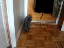 Peepers marching around the house with her tail curled over her back