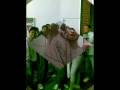 videos de ese video é um presente que ganhei da DANY e da JÚ no meu aniversario...