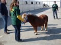 VFD Mönchengladbach Equitana 2009