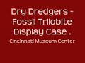 Dry Dredgers Trilobite Fossils at Cincy Museum Center
