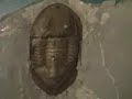 Dry Dredgers Trilobite Fossils at Cincy Museum Center