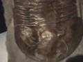 Dry Dredgers Trilobite Fossils at Cincy Museum Center