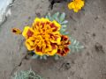 flower in home by maani G