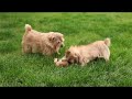 Norfolk Terrier