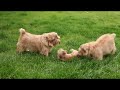 Norfolk Terriers Norfolk Terrier