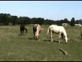 Half-Andalusian Siblings Meet for the First Time