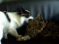 Papillon dog vs Maine Coon cat