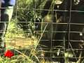 Raw Video: Airlifting Sheep to Safety
