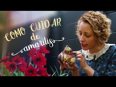 Como cuidar da tulipa brasileira
