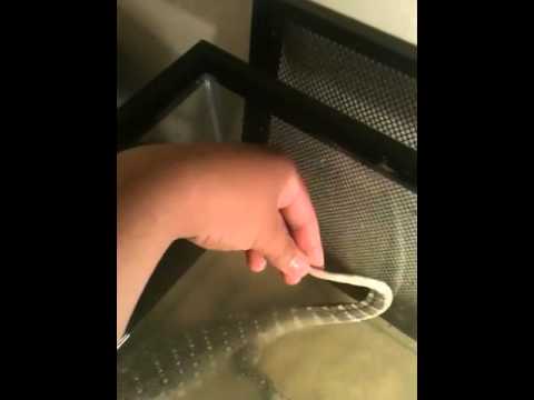 how to care for a nile monitor