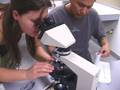 videos de Igneous and Metamorphic Petrology Lab