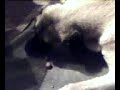 Dog eating some nuts