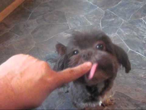 Meet Diamond Shih tzu puppies bred
