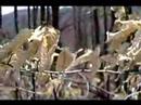 Video Haiku: Filming the Wind-003