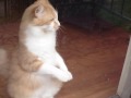 Cat sitting up and begging