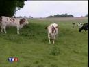 Le Lavandier l'éleveur charcutier