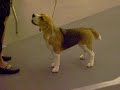 Beagle Best in Show