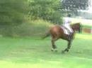 Hakkuna Matata III - Allerton Park Cross Country