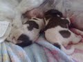 Shih Tzu puppies Just born 24/08/2008 part 2
