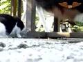 cat catch mouse