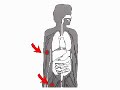 How the Body Works:  Digestion