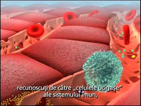 Virusul Hepatitei C