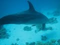 Dolphins in Hurghada /2