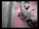 SANGRIENTA PELEA DE 3 PERROS