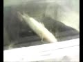 Dead Fish only $2.69 a pound! Dead Fish only $2.69 a pound!