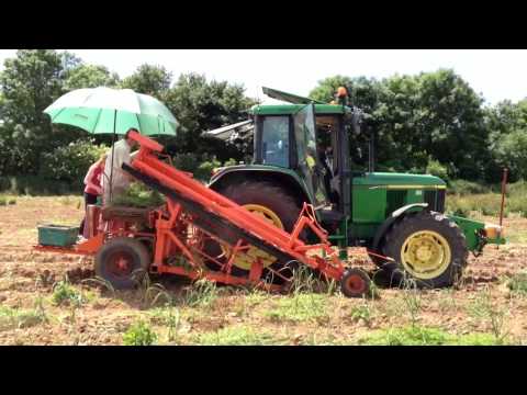 how to harvest garlic