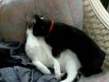 videos de Bobo and Booger having some fun(?)
