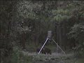 Feral Hog Hunting-Excellent Shot Feral Hog Hunting-Excellent Shot