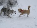 Saarlooswolfhund Onex spielt mit Eurasiermix Lea