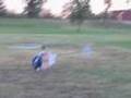 Awesome! BIG! MIA 3D Foamie RC Helicopter - World's First!