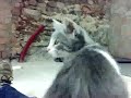 gatto  pugile
