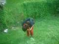 videos de gamelle