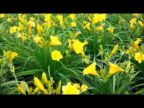 how to grow stella d'oro