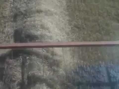 how to harvest grass seed by hand