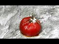 Time Lapse Photography - Tomato Rotting