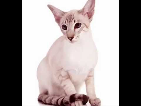 Colorpoint Shorthairs Cat