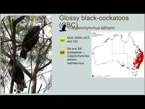 <p>How does fire history influence critical feed trees of the vulnerable Glossy Black Cockatoo?</p>
 video thumbnail