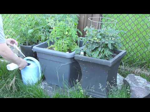 how to fertilize tomato plants in containers