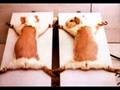 Animaux Massacrés torturés fourrure chat chiens