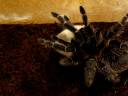 Spider atak Czesio