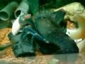 アメリカザリガニ
